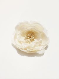 Close-up of white flower over white background