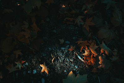 High angle view of dry leaves on field during autumn