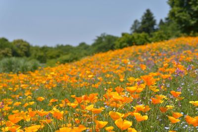 Yellow poppies blooming on field against clear sky