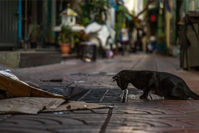 Dog on footpath