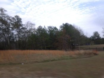 Trees on landscape against sky