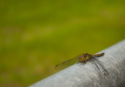 Close-up of dragonfly