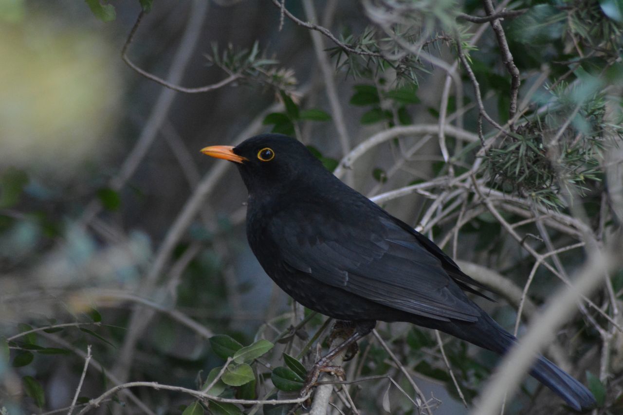 bird, animal themes, animals in the wild, one animal, wildlife, perching, focus on foreground, close-up, nature, full length, side view, beak, branch, outdoors, no people, day, looking away, beauty in nature, plant, tree