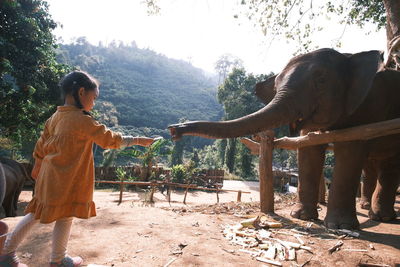 Rear view of man standing by trees in zoo