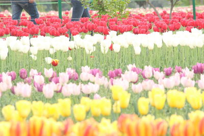Multi colored tulips blooming outdoors