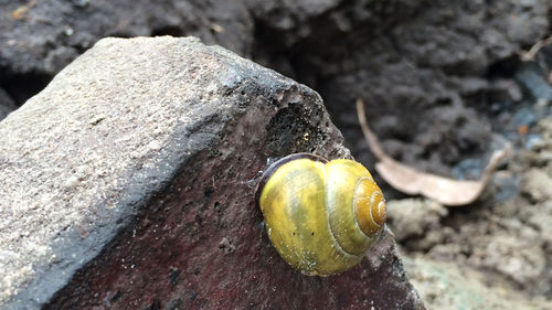 Close-up of snail