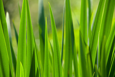 Full frame shot of green plants