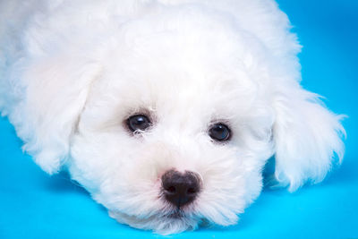 Close-up of white dog against blue background