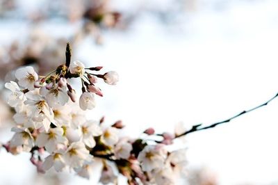 Low angle view of cherry blossoms