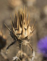 Close-up of flowers against blurred background