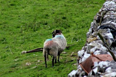 Sheep standing in a field