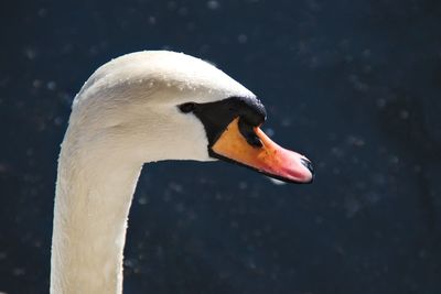 Close-up of swan swimming in lake