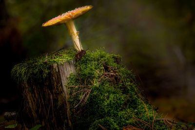 Close-up of mushroom growing in forest