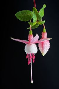 Close-up of strawberry over black background