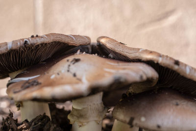 Close-up of mushrooms