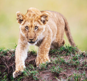 Portrait of a cat lying on land