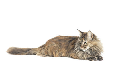 Cat lying on white background