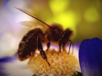 Close-up of honey bee on flower