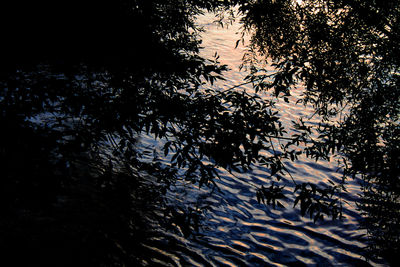 High angle view of leaves floating on lake