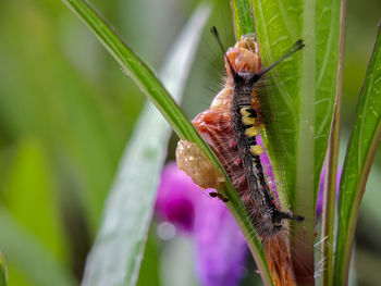 Close-up of butterfly pollinating on flower