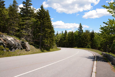 Curved road amidst conifer trees against a clear blue sky