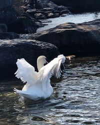 Swan swimming in lake