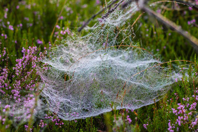 Close-up of spider web