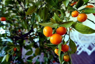 Low angle view of fruits on tree