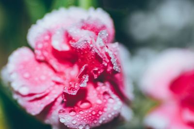 Close-up of red rose