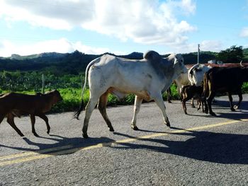 Horses on the road