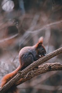 Close-up of squirrel on tree