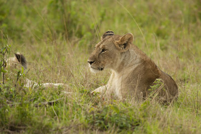 View of a cat on field