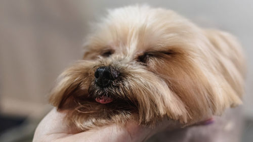 Close-up portrait of dog