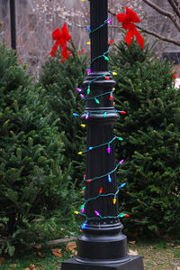 Close-up of christmas tree