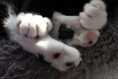 Close-up of cat sleeping