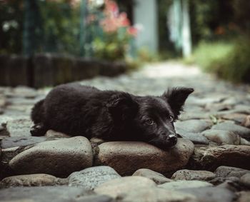 Portrait of dog relaxing on rock