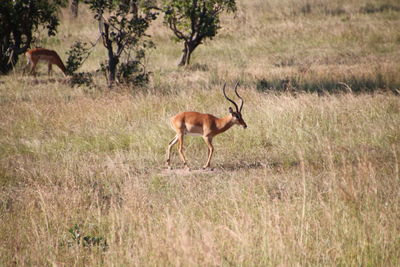 A lone gazelle in the savannah