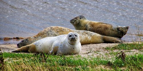 View of seals on ground