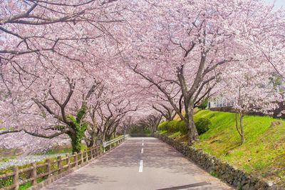View of cherry blossom trees along road