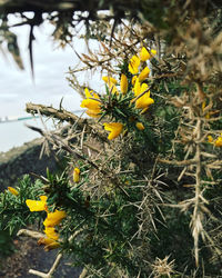 Close-up of yellow flowering plant