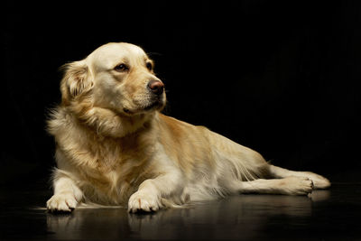 Close-up of dog sitting on floor