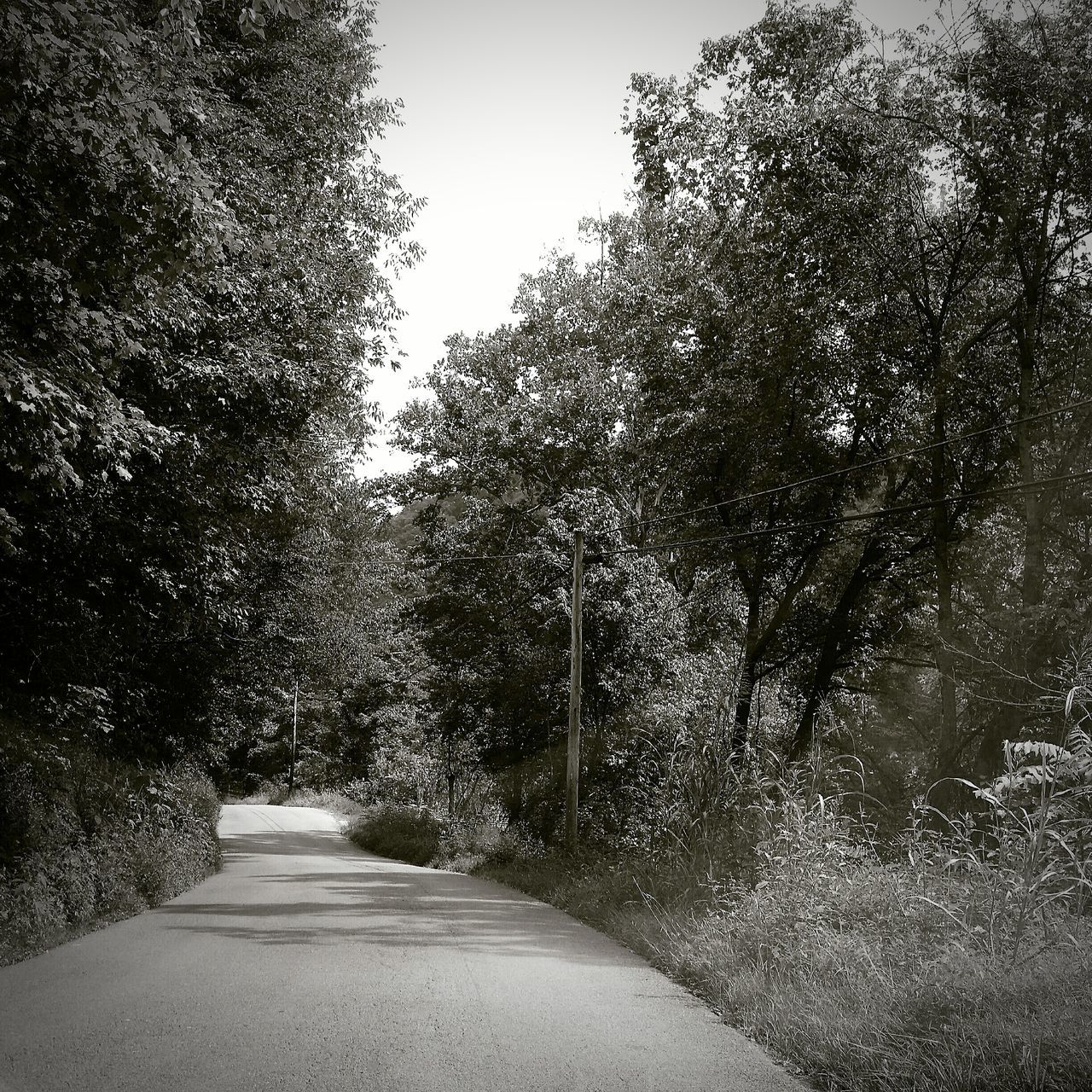 the way forward, tree, diminishing perspective, clear sky, vanishing point, road, footpath, growth, tranquility, nature, empty road, street, day, walkway, empty, tranquil scene, sky, pathway, outdoors, long