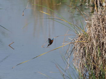 View of birds on lakeshore