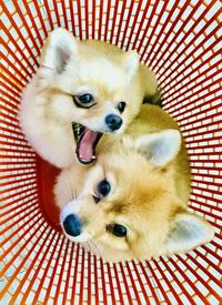 Portrait of cute puppy