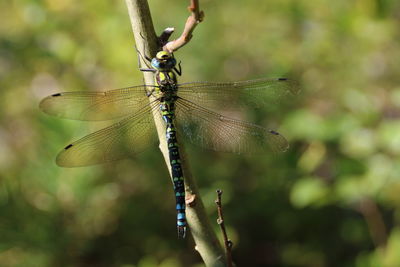 Close-up of dragonfly on plant