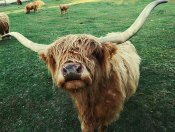 Highland cattle in a field