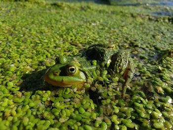 Close-up of frog on plant