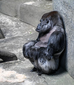 Gorilla sitting on rock looking away