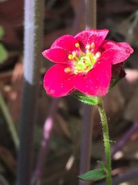 Close-up of pink flower blooming outdoors