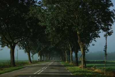 Empty road amidst trees